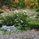 ANEMONE -ZAWILEC-x hybrida WHIRLWIND