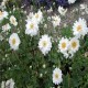 ANEMONE -ZAWILEC-x hybrida WHIRLWIND