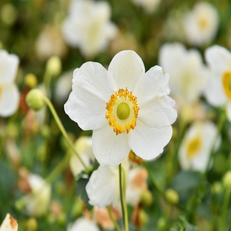ANEMONE -ZAWILEC-x hybrida SUMMER BREEZE SNOW