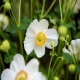 ANEMONE -ZAWILEC-x hybrida SUMMER BREEZE SNOW