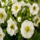 ANEMONE -ZAWILEC-x hybrida SUMMER BREEZE SNOW