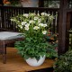 ANEMONE -ZAWILEC-x hybrida SUMMER BREEZE SNOW