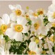 ANEMONE -ZAWILEC-x hybrida SUMMER BREEZE SNOW