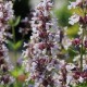 Nepeta-Kocimiętka- grandiflora-Dawn to Dusk