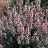 Nepeta-Kocimiętka- grandiflora-Dawn to Dusk