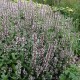 Nepeta-Kocimiętka- grandiflora-Dawn to Dusk
