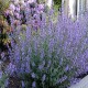 Nepeta -Kocimiętkax faassenii-Six Hills Giant