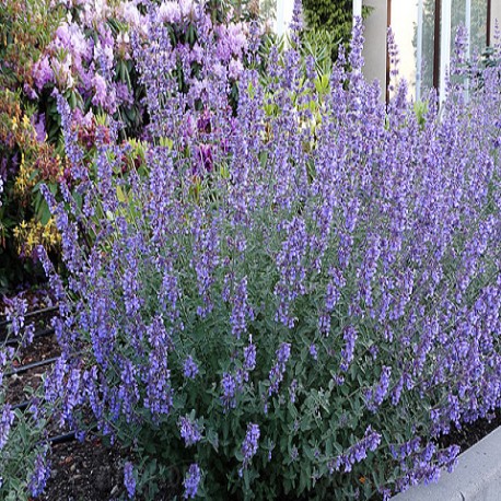 Nepeta -Kocimiętkax faassenii-Six Hills Giant