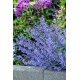 Nepeta -Kocimiętkax faassenii-Six Hills Giant