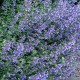 Nepeta -Kocimiętkax faassenii-Six Hills Giant