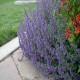 Nepeta -Kocimiętkax faassenii-Six Hills Giant