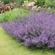 Nepeta -Kocimiętkax faassenii-Six Hills Giant