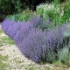 Nepeta -Kocimiętkax faassenii-Six Hills Giant