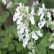 Nepeta-Kocimiętka x faassenii-Snowflake