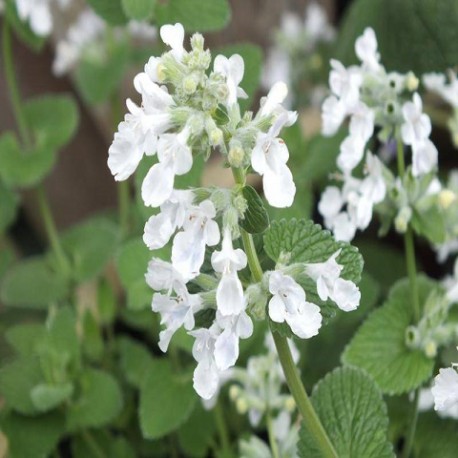 Nepeta-Kocimiętka x faassenii-Snowflake