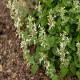Nepeta-Kocimiętka x faassenii-Snowflake