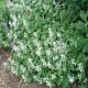 Nepeta-Kocimiętka x faassenii-Snowflake