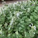 Nepeta-Kocimiętka x faassenii-Snowflake