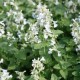 Nepeta-Kocimiętka x faassenii-Snowflake