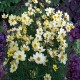 Coreopsis-Nachyłek-Full Moon