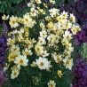 Coreopsis-Nachyłek-Full Moon