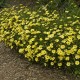 Coreopsis-Nachyłek-Full Moon