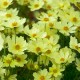 Coreopsis-Nachyłek-Full Moon
