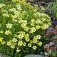 Coreopsis-Nachyłek-Full Moon
