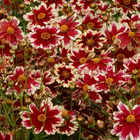 Coreopsis-Nachyłek-verticillata-Ruby Frost