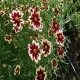 Coreopsis-Nachyłek-verticillata-Ruby Frost