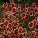 Coreopsis-Nachyłek-verticillata-Ruby Frost