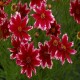 Coreopsis-Nachyłek-verticillata-Ruby Frost