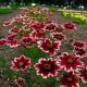 Coreopsis-Nachyłek-verticillata-Ruby Frost