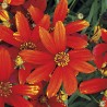 Coreopsis-Nagietek-verticillata-Ladybird