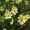 Coreopsis-Nachyłek- verticillata-Moonbeam