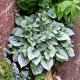 Brunnera-macrophylla-Silver Heart