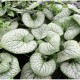 Brunnera-macrophylla-Silver Heart