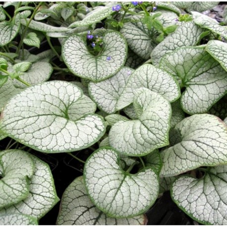 Brunnera-macrophylla-Silver Heart