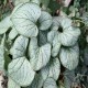 Brunnera-macrophylla-Silver Heart