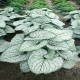 Brunnera-macrophylla-Silver Heart