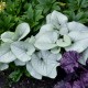 Brunnera-macrophylla-Silver Heart