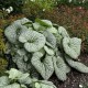 Brunnera-macrophylla-Silver Heart