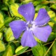 Vinca-Barwinek-minor-Illumination