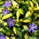 Vinca-Barwinek-minor-Illumination