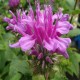 Monarda-Pysznogłówka-Bee-Pretty