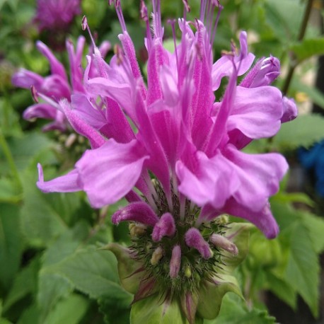 Monarda-Pysznogłówka-Bee-Pretty