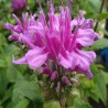 Monarda-Pysznogłówka-Bee-Pretty