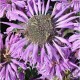 Monarda-Pysznogłówka-Bee-Pretty