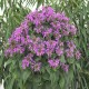 Monarda-Pysznogłówka-Bee-Pretty