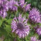 Monarda-Pysznogłówka-Bee-Pretty